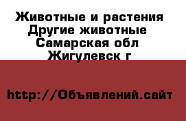 Животные и растения Другие животные. Самарская обл.,Жигулевск г.